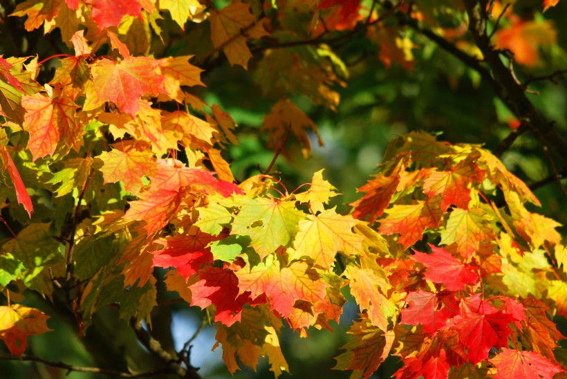 秋天顔色豐富的樹葉圖片