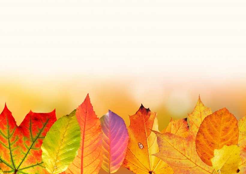 秋天顔色豐富的樹葉圖片