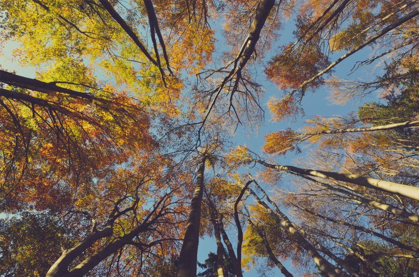 秋天景色圖片