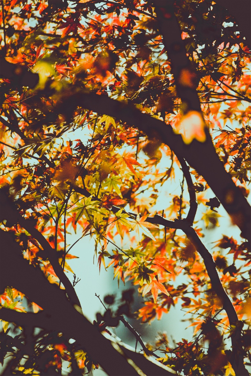 秋天景色圖片