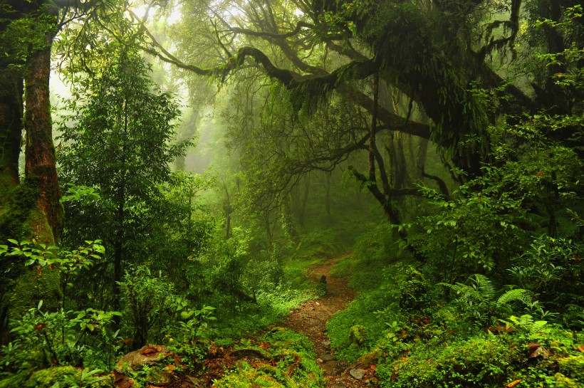 熱帶雨林風景圖片