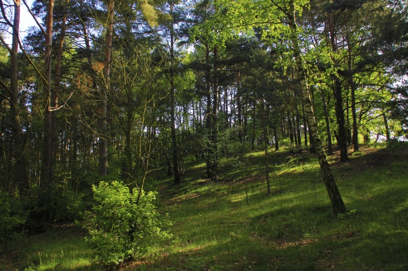 幽靜的樹林風景圖片