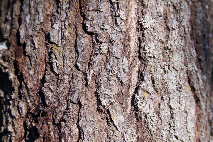 紋絡各異的樹皮圖片