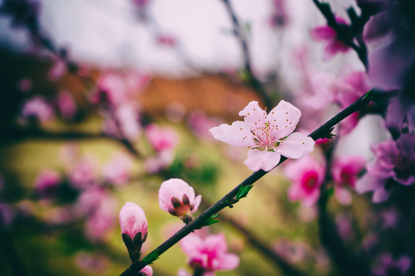 枝頭熱烈綻放的桃花圖片