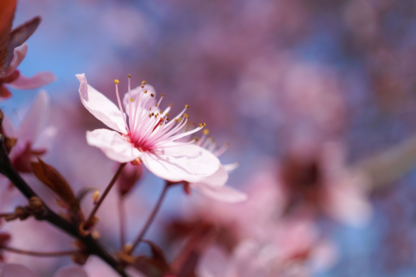 枝頭熱烈綻放的桃花圖片