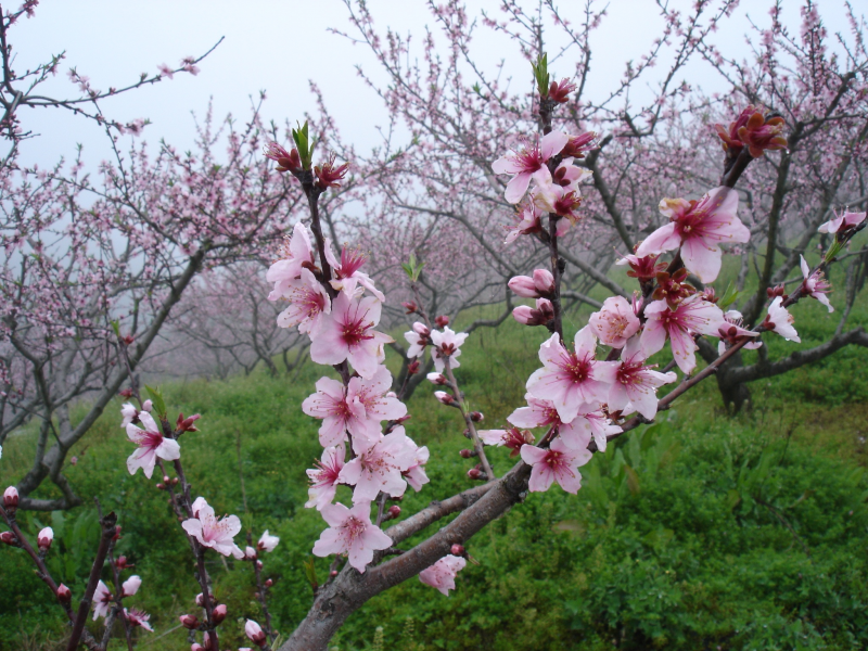 枝頭熱烈綻放的桃花圖片