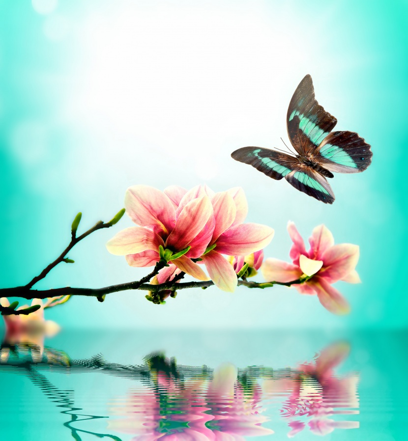 唯美<a href=https://www.meiriqutu.com/tag/huaduo2.html target=_blank class=infotextkey><a href=https://www.meiriqutu.com/tag/7605.html target=_blank class=infotextkey>花朵</a></a>與<a href=https://www.meiriqutu.com/tag/7606.html target=_blank class=infotextkey>蝴蝶</a>圖片
