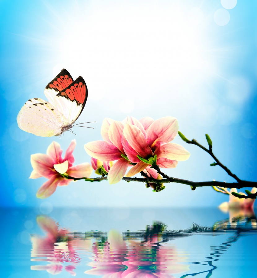 唯美<a href=https://www.meiriqutu.com/tag/huaduo2.html target=_blank class=infotextkey><a href=https://www.meiriqutu.com/tag/7605.html target=_blank class=infotextkey>花朵</a></a>與<a href=https://www.meiriqutu.com/tag/7606.html target=_blank class=infotextkey>蝴蝶</a>圖片