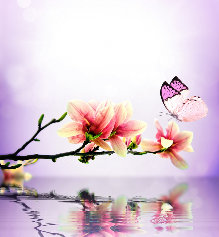 唯美<a href=https://www.meiriqutu.com/tag/huaduo2.html target=_blank class=infotextkey><a href=https://www.meiriqutu.com/tag/7605.html target=_blank class=infotextkey>花朵</a></a>與<a href=https://www.meiriqutu.com/tag/7606.html target=_blank class=infotextkey>蝴蝶</a>圖片