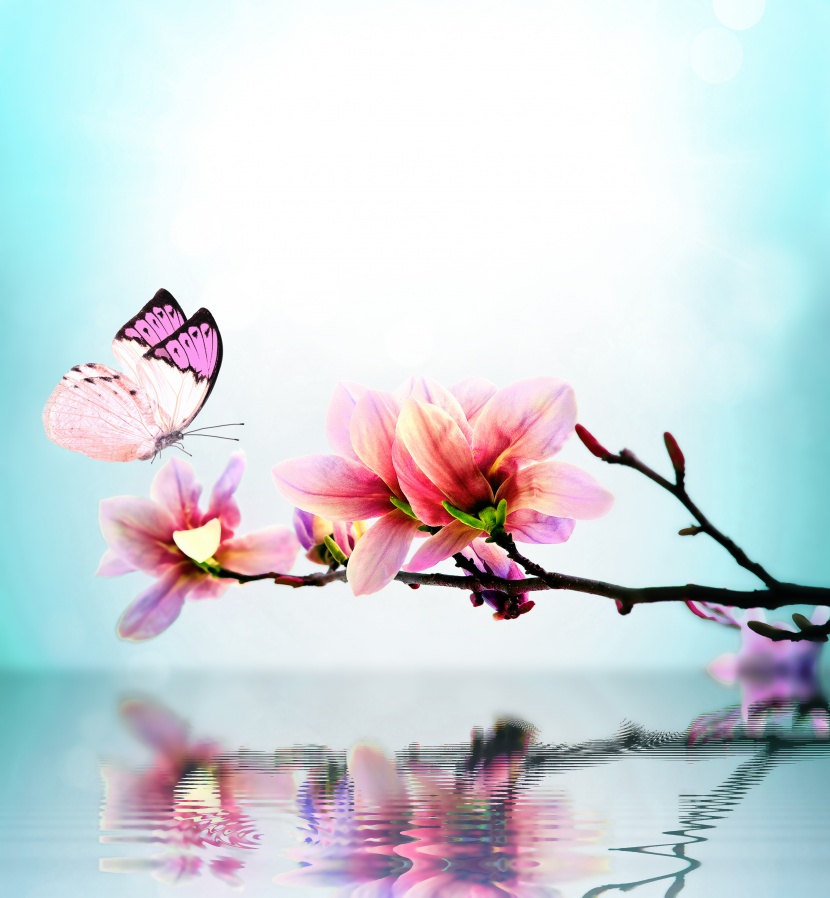 唯美<a href=https://www.meiriqutu.com/tag/huaduo2.html target=_blank class=infotextkey><a href=https://www.meiriqutu.com/tag/7605.html target=_blank class=infotextkey>花朵</a></a>與<a href=https://www.meiriqutu.com/tag/7606.html target=_blank class=infotextkey>蝴蝶</a>圖片