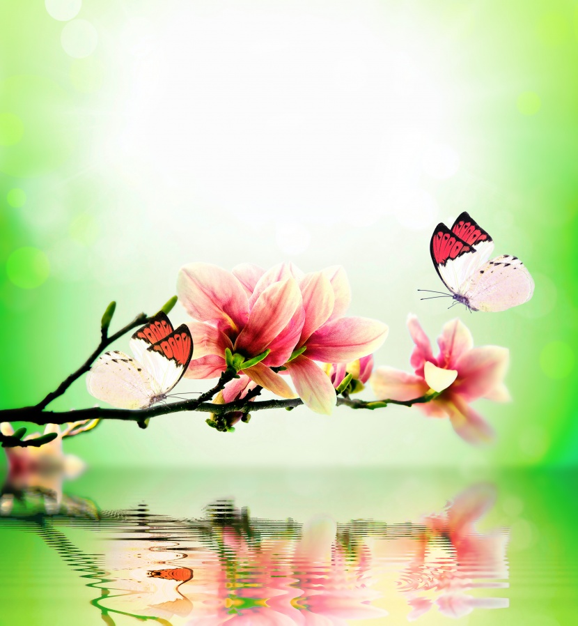 唯美<a href=https://www.meiriqutu.com/tag/huaduo2.html target=_blank class=infotextkey><a href=https://www.meiriqutu.com/tag/7605.html target=_blank class=infotextkey>花朵</a></a>與<a href=https://www.meiriqutu.com/tag/7606.html target=_blank class=infotextkey>蝴蝶</a>圖片