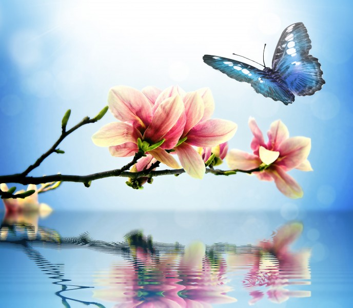 唯美<a href=https://www.meiriqutu.com/tag/huaduo2.html target=_blank class=infotextkey><a href=https://www.meiriqutu.com/tag/7605.html target=_blank class=infotextkey>花朵</a></a>與<a href=https://www.meiriqutu.com/tag/7606.html target=_blank class=infotextkey>蝴蝶</a>圖片