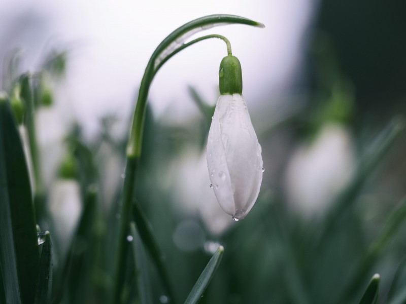 潔白的雪花蓮特寫圖片