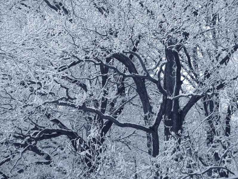 雪中的枝桠圖片