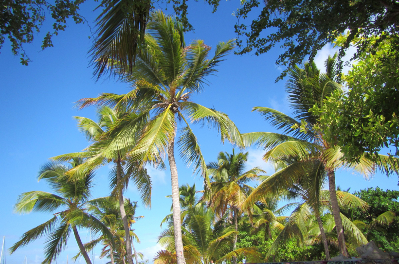 常綠喬木椰子樹圖片