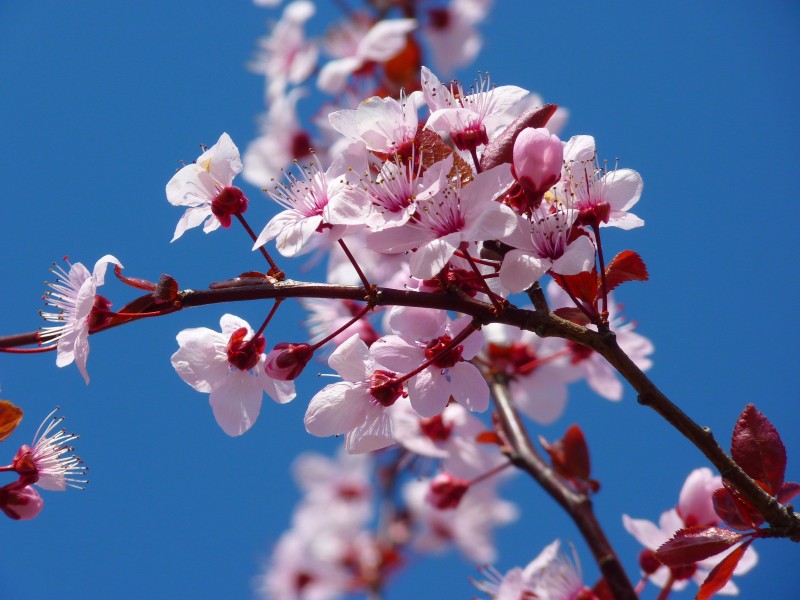 熱鬧盛開的粉嫩櫻花圖片