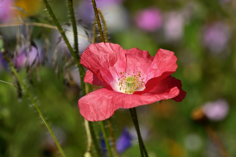 色彩鮮豔的罂粟花圖片