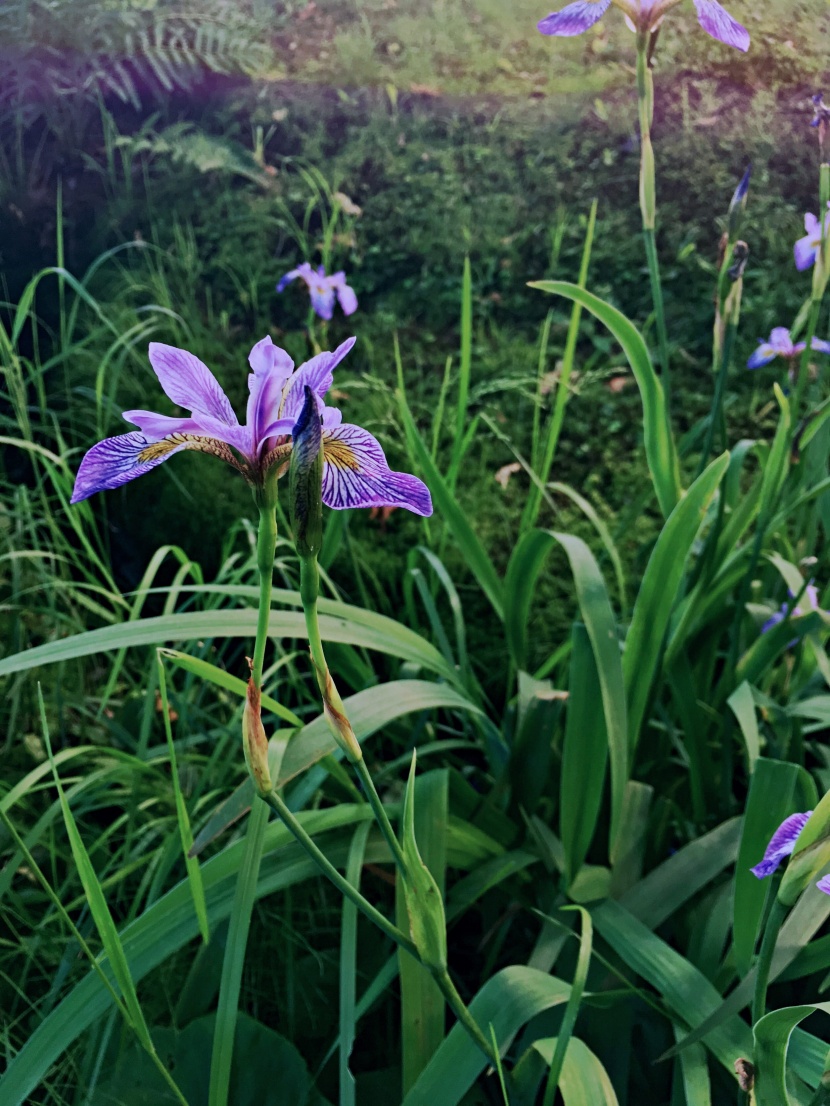 藍紫色的鸢尾花圖片