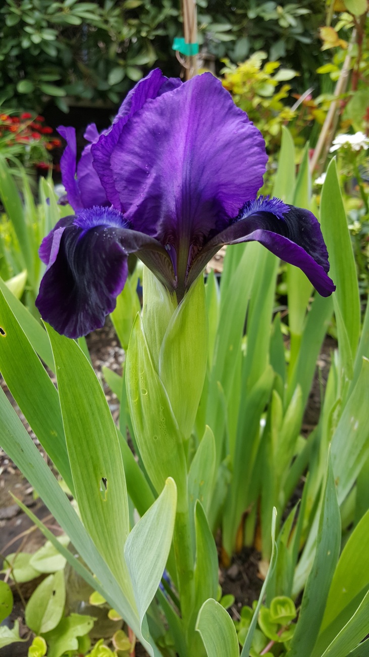 藍紫色的鸢尾花圖片