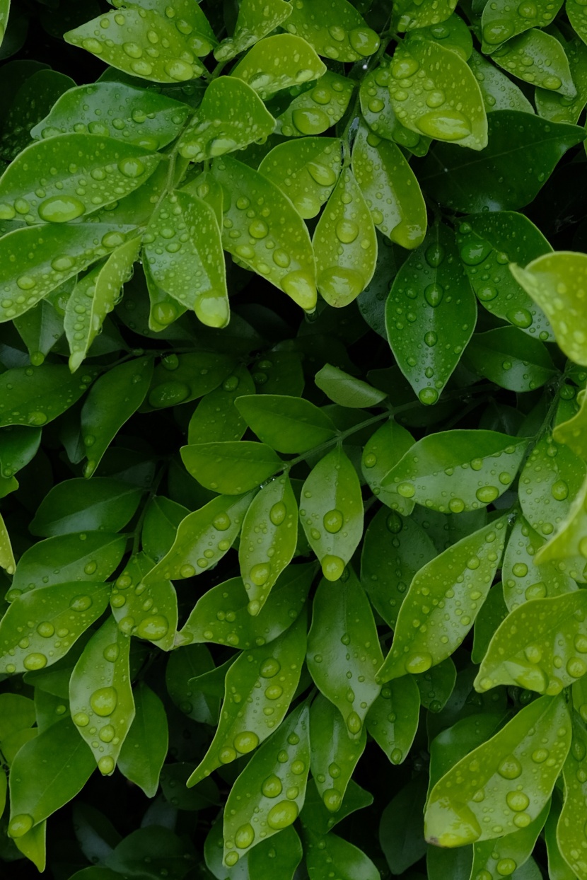 被雨水打濕的葉子圖片