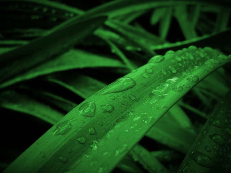 被雨水打濕的葉子圖片