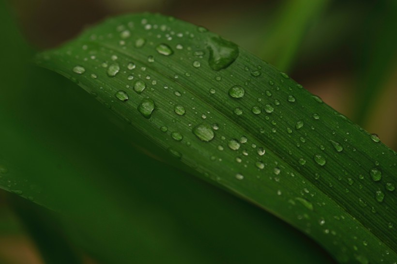 被雨水打濕的葉子圖片