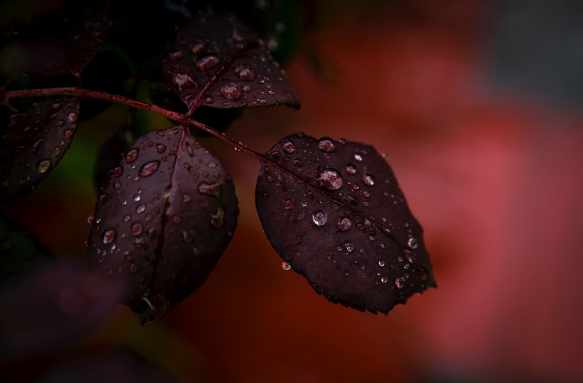 被雨水打濕的葉子圖片