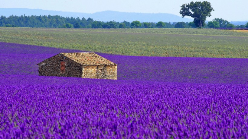 紫色薰衣草風景圖片