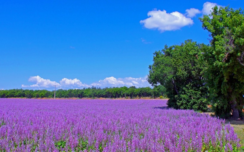 紫色薰衣草風景圖片