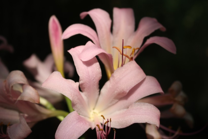 唯美溫暖的百合花圖片