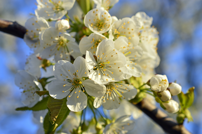 枝頭盛開的白色櫻花圖片