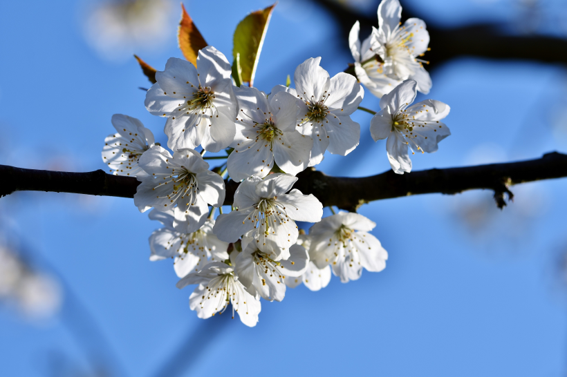 枝頭盛開的白色櫻花圖片