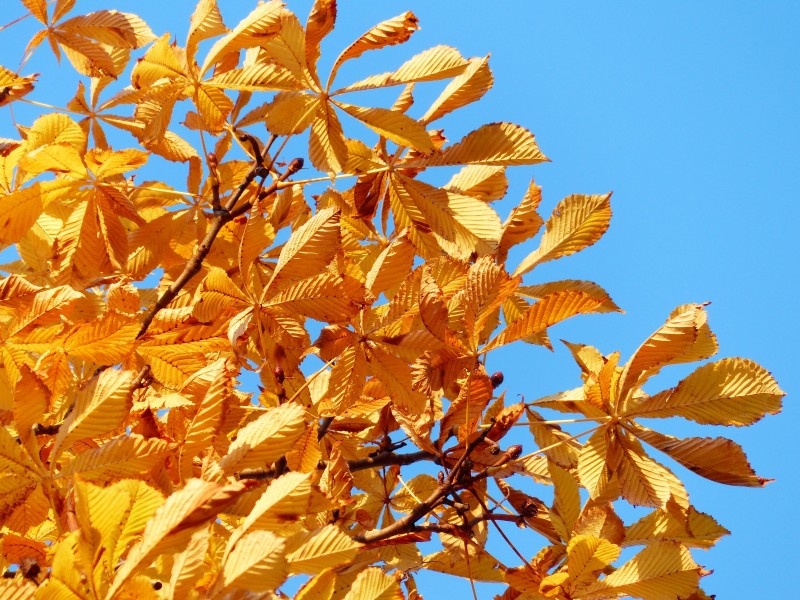 秋天金色的闆栗樹圖片