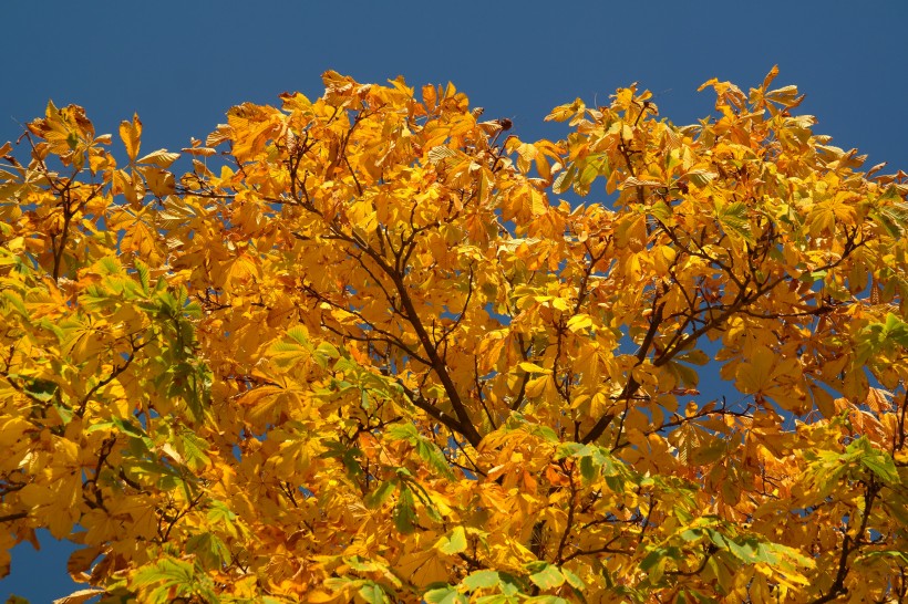 秋天金色的闆栗樹圖片
