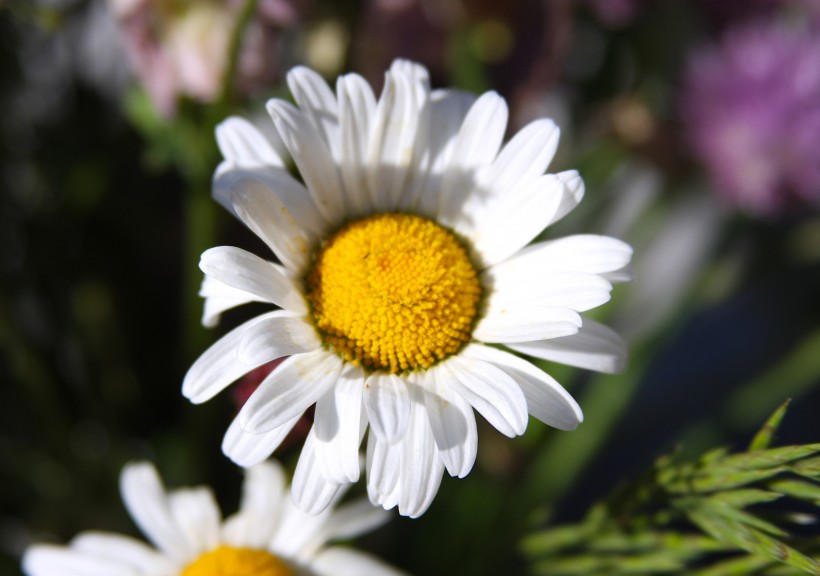 白色淡雅的雛菊花圖片
