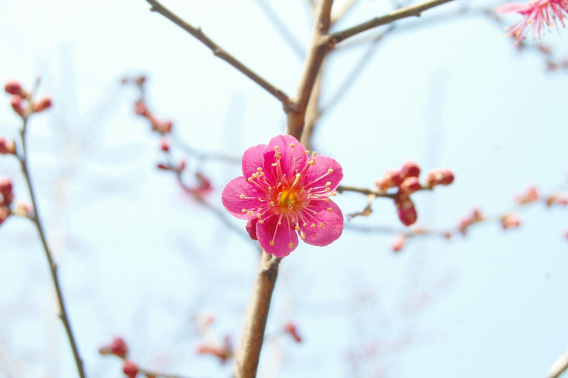 盛開的紅梅花圖片