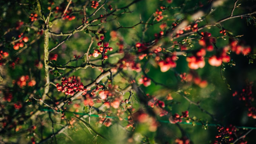 野外枝頭紅色唯美的野果圖片