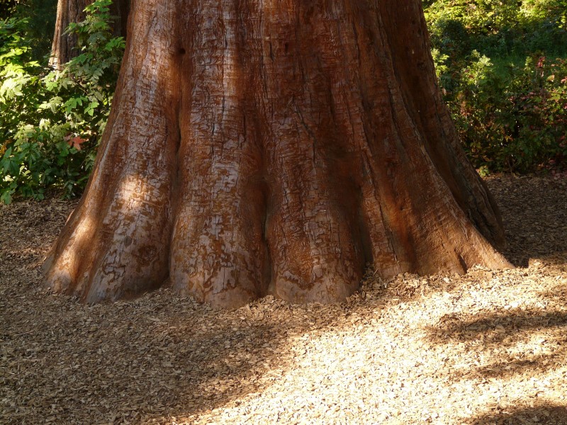 高大粗壯的紅杉樹圖片