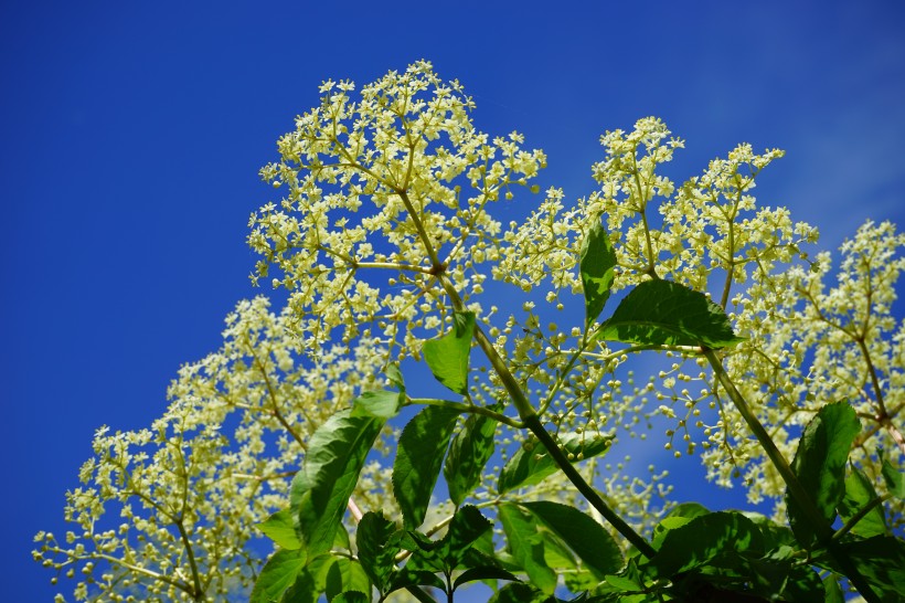 接骨木鮮花圖片