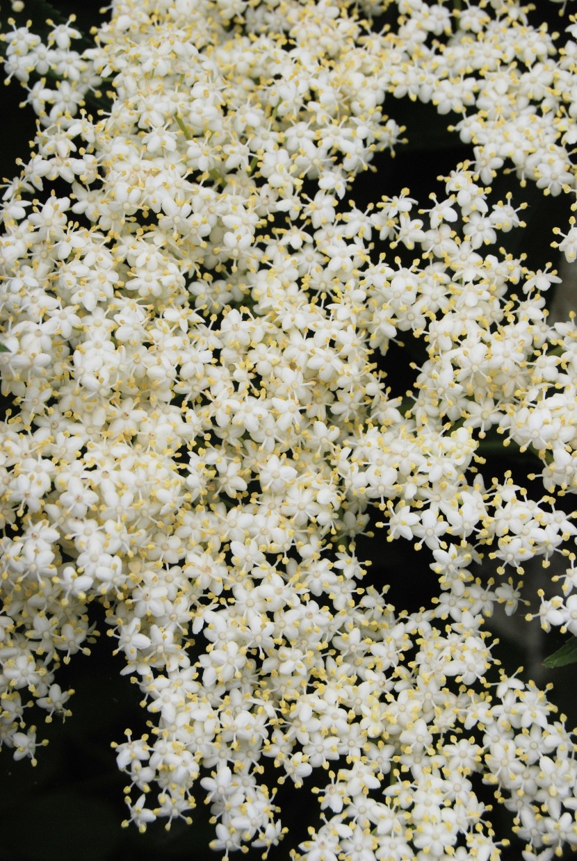 接骨木鮮花圖片