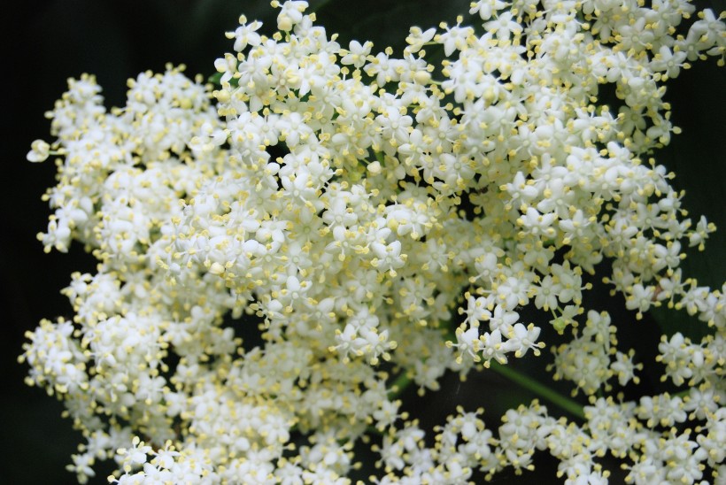 接骨木鮮花圖片