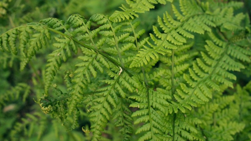 野生綠色蕨類植物圖片
