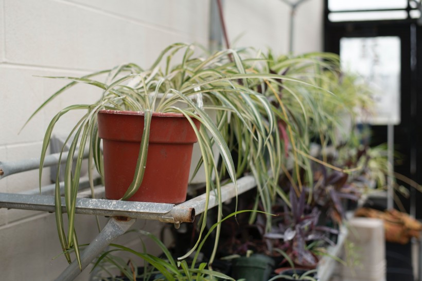 綠植盆栽圖片