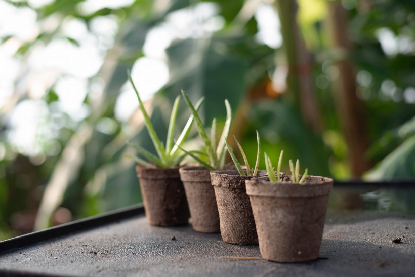 綠植盆栽圖片