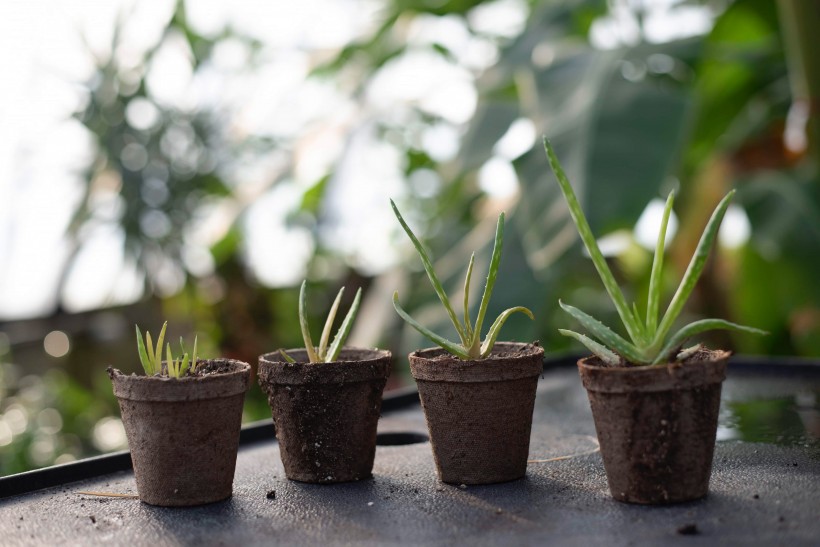 綠植盆栽圖片