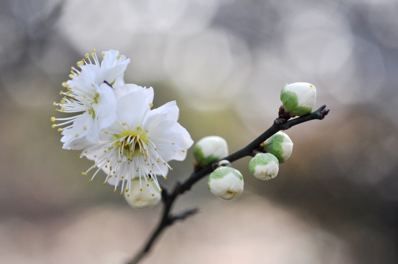 傲雪淩霜有氣節的梅花圖片