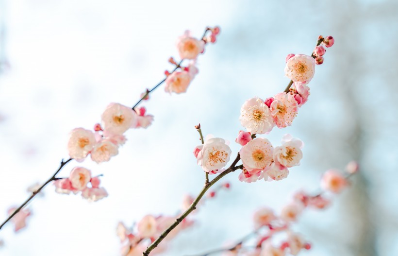 傲雪淩霜有氣節的梅花圖片