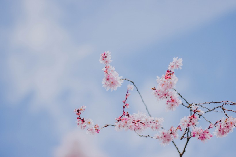 傲雪淩霜有氣節的梅花圖片