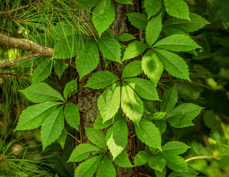 各種顔色的爬山虎葉子圖片