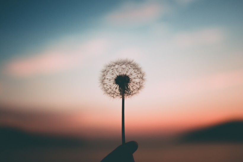 白色輕盈的蒲公英特寫圖片